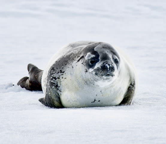 A grey seal laying on top of snow covered ground