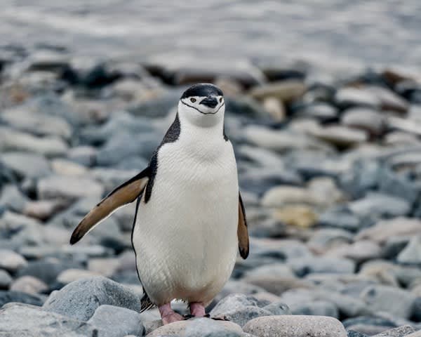 A small penguin standing on a rocky beach