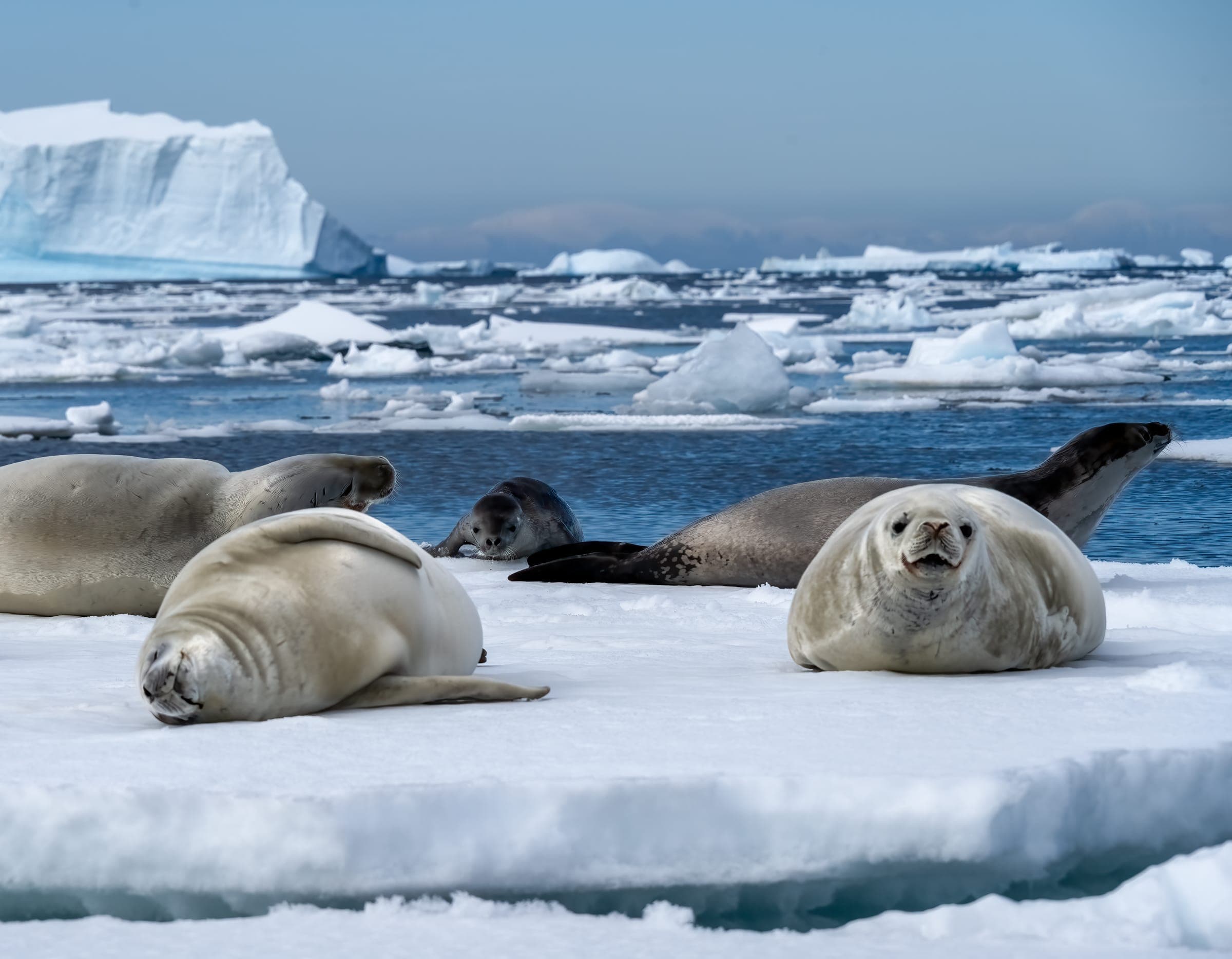 Voyage to the Bottom of the World