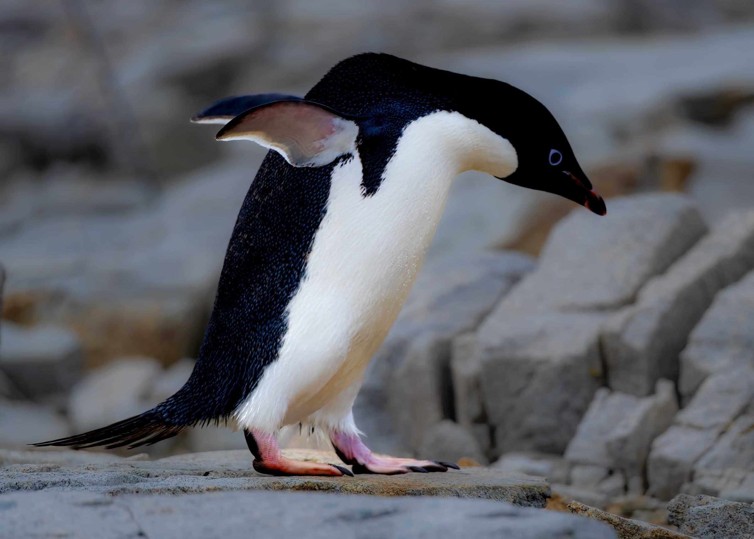 A black and white penguin standing on a rock