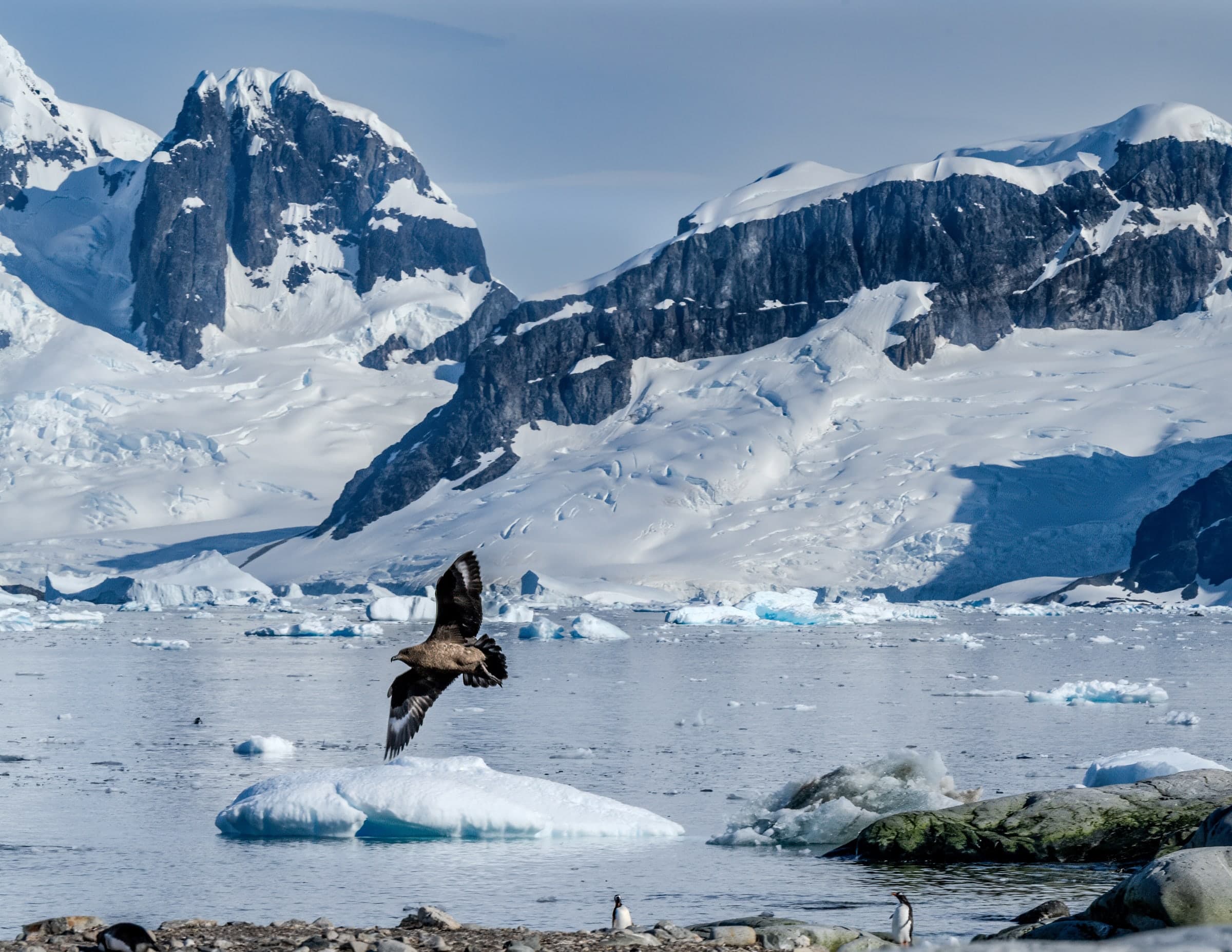 A large bird flying over a body of water