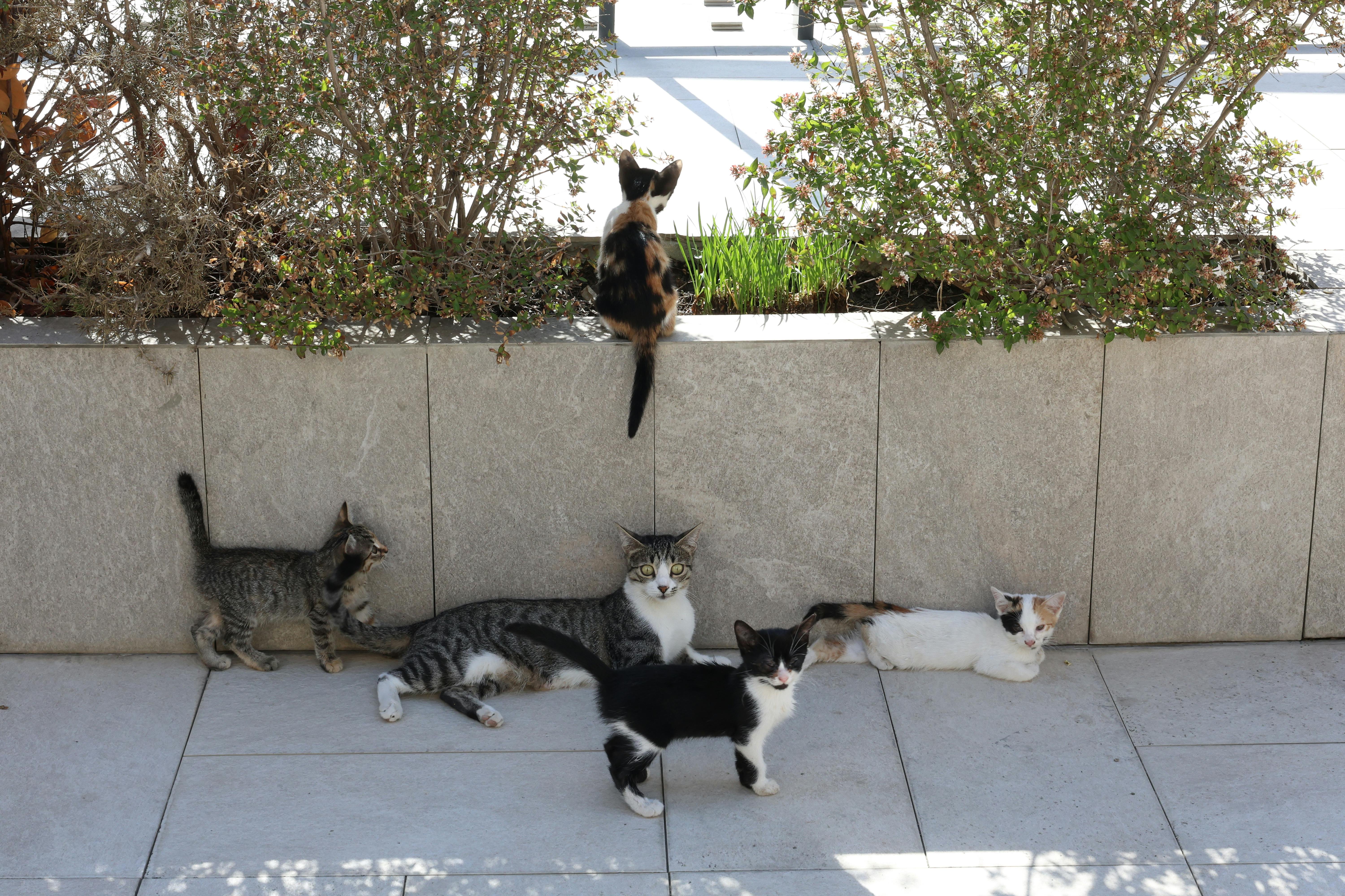 image-ZJu5My97GAlAxe-s